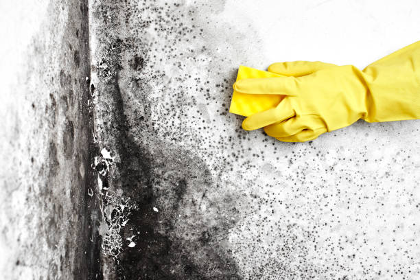 Best Professional Mold Removal  in Cadillac, MI