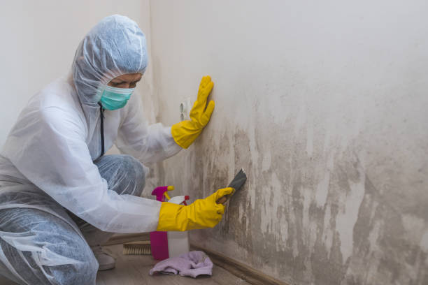 Trusted Cadillac, MI Mold Removal Experts