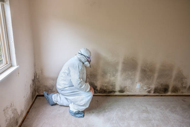 Best Mold Remediation  in Cadillac, MI