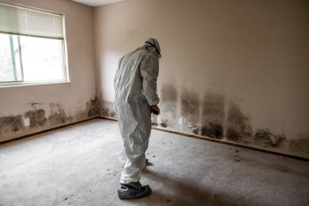 Reliable Cadillac, MI Mold Removal Solutions