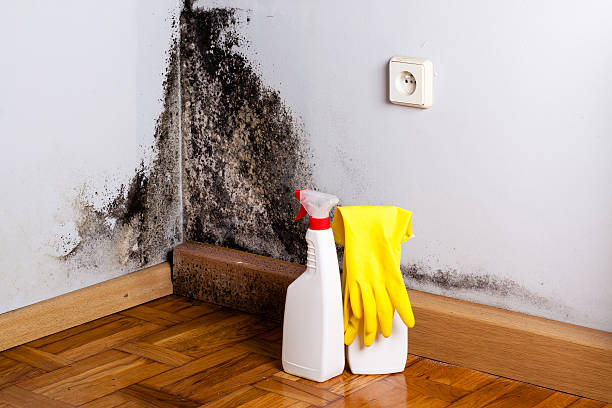 Best Mold Damage Repair  in Cadillac, MI
