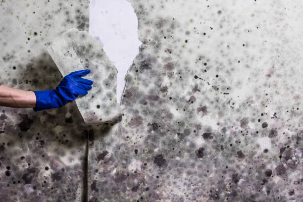 Best Best Mold Removal Companies  in Cadillac, MI