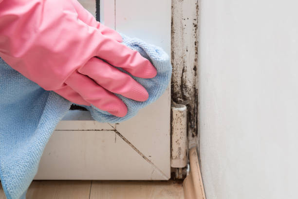 Best Mold Testing and Removal  in Cadillac, MI