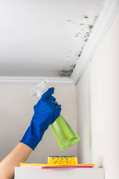 Mold Testing and Removal in Cadillac, MI