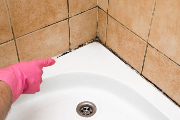 Best Toxic Mold Removal  in Cadillac, MI